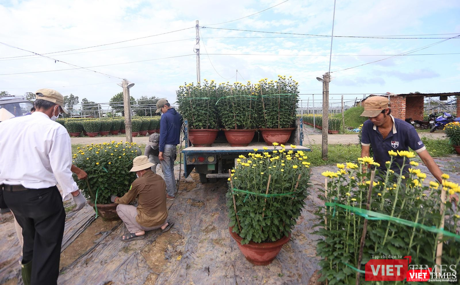 Thương lái đến mua hoa