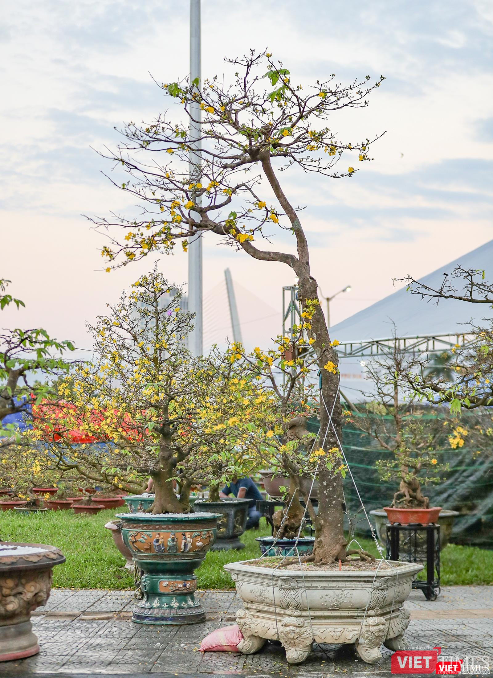 Một cây thanh mai có dáng thế đẹp được hộ giá trăm triệu