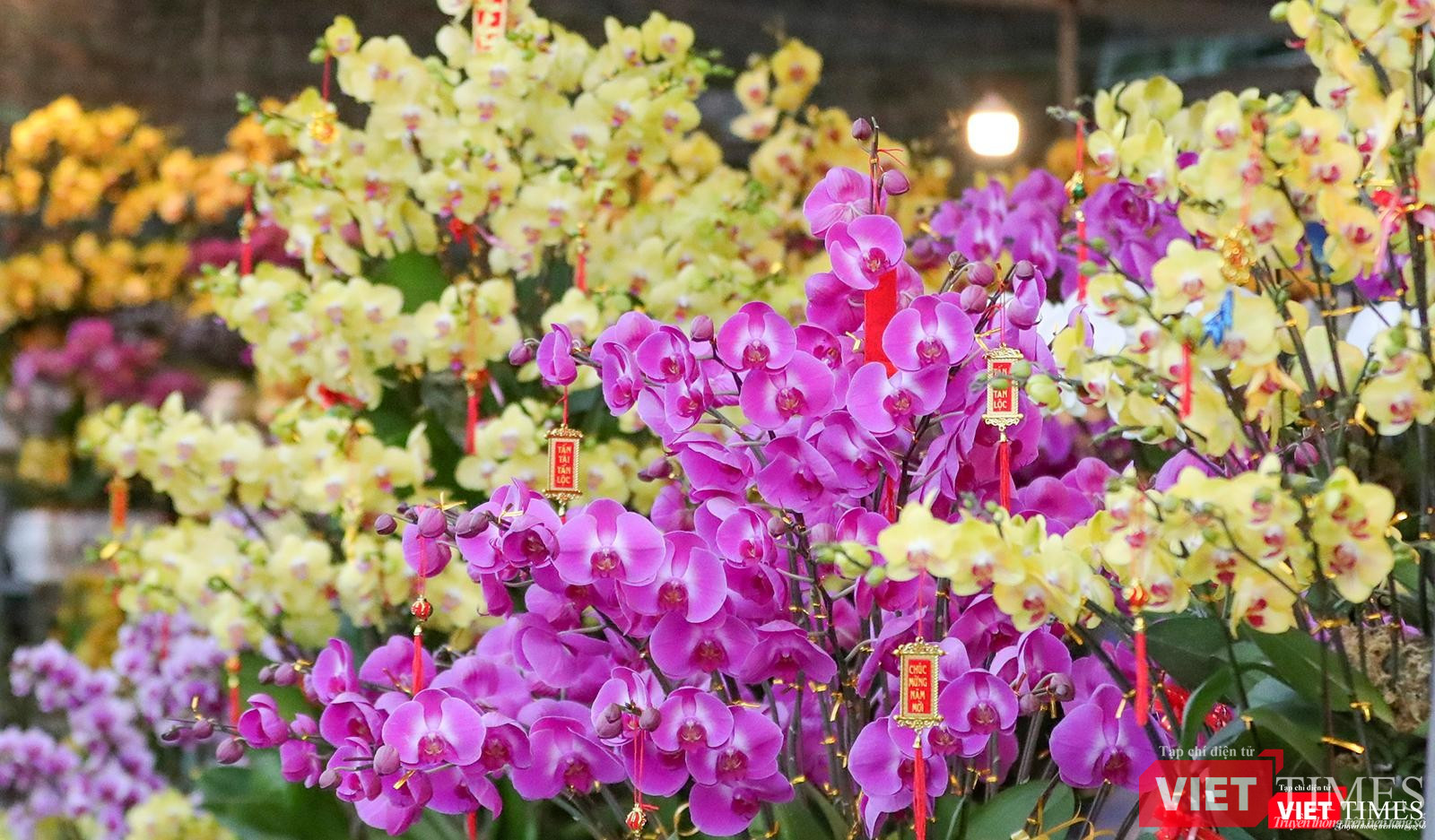 Lan hồ điệp khoe sắc