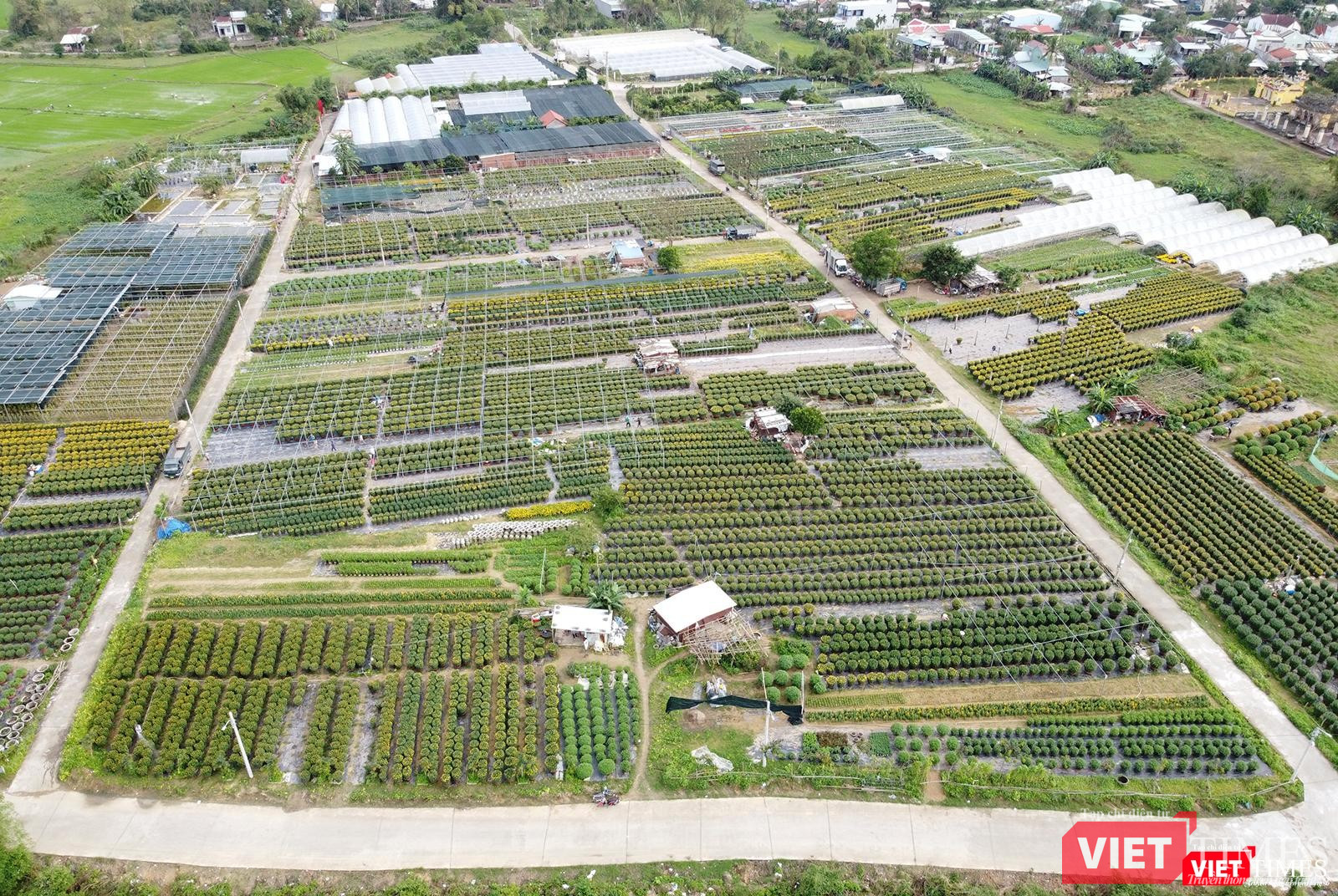 Toàn cảnh làng hoa Dương Sơn (xã Hòa Châu, huyện Hòa Vang, Đà Nẵng)