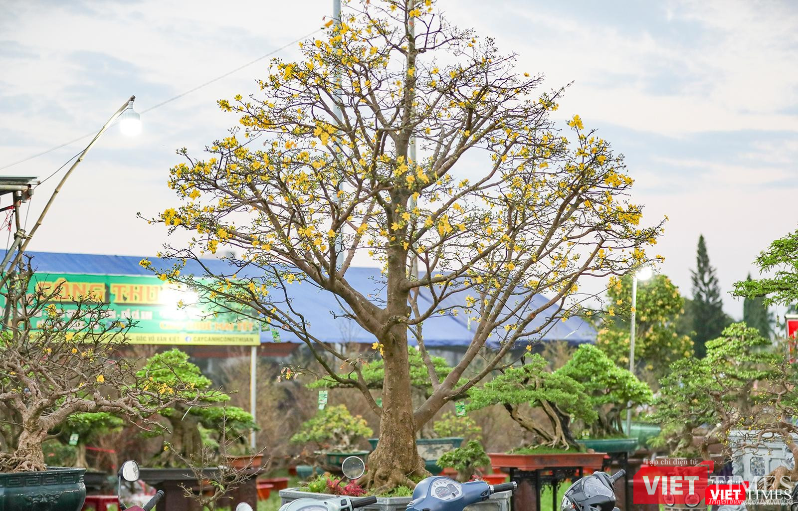 Một cây mai xuân có giá trăm triệu