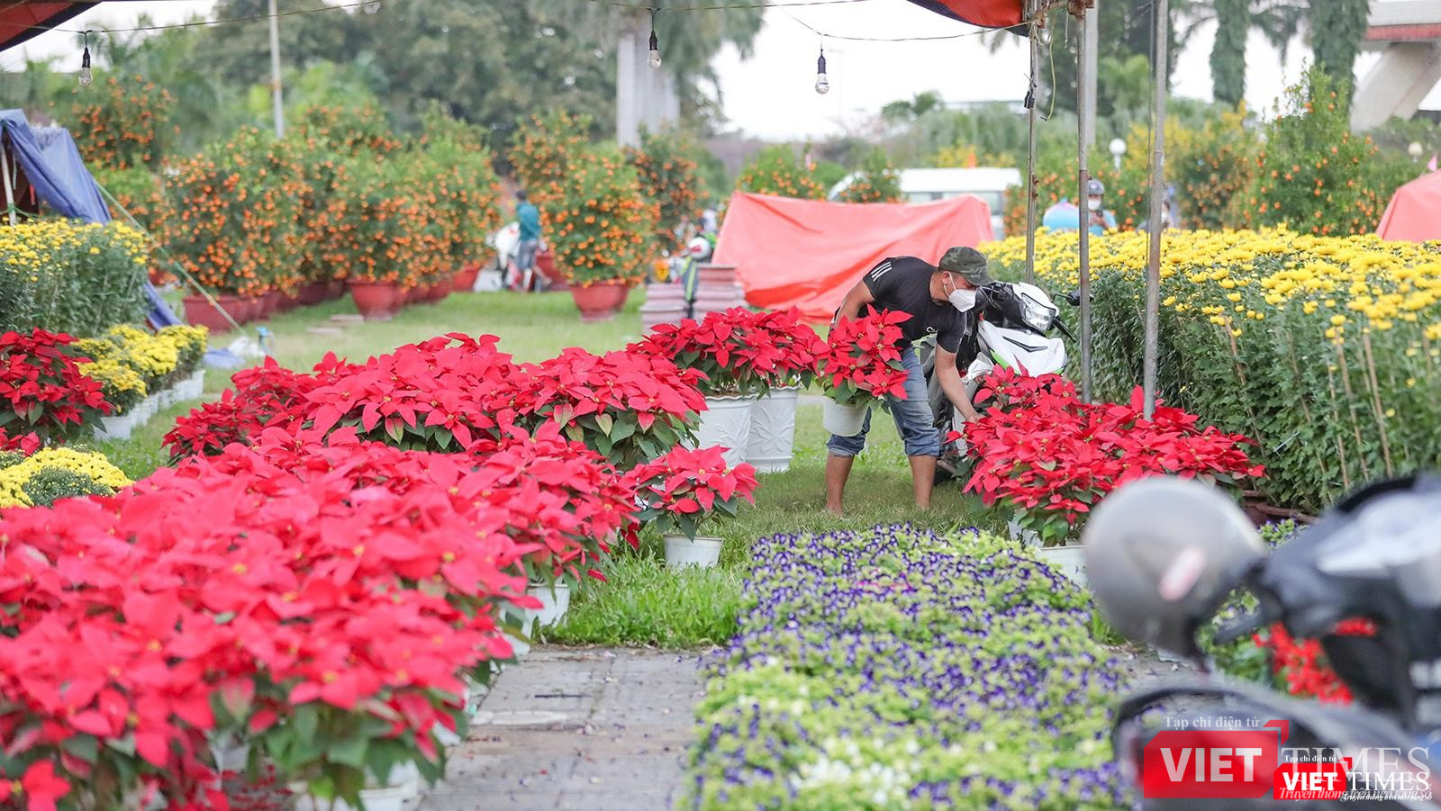 Soạn hoa cho khách