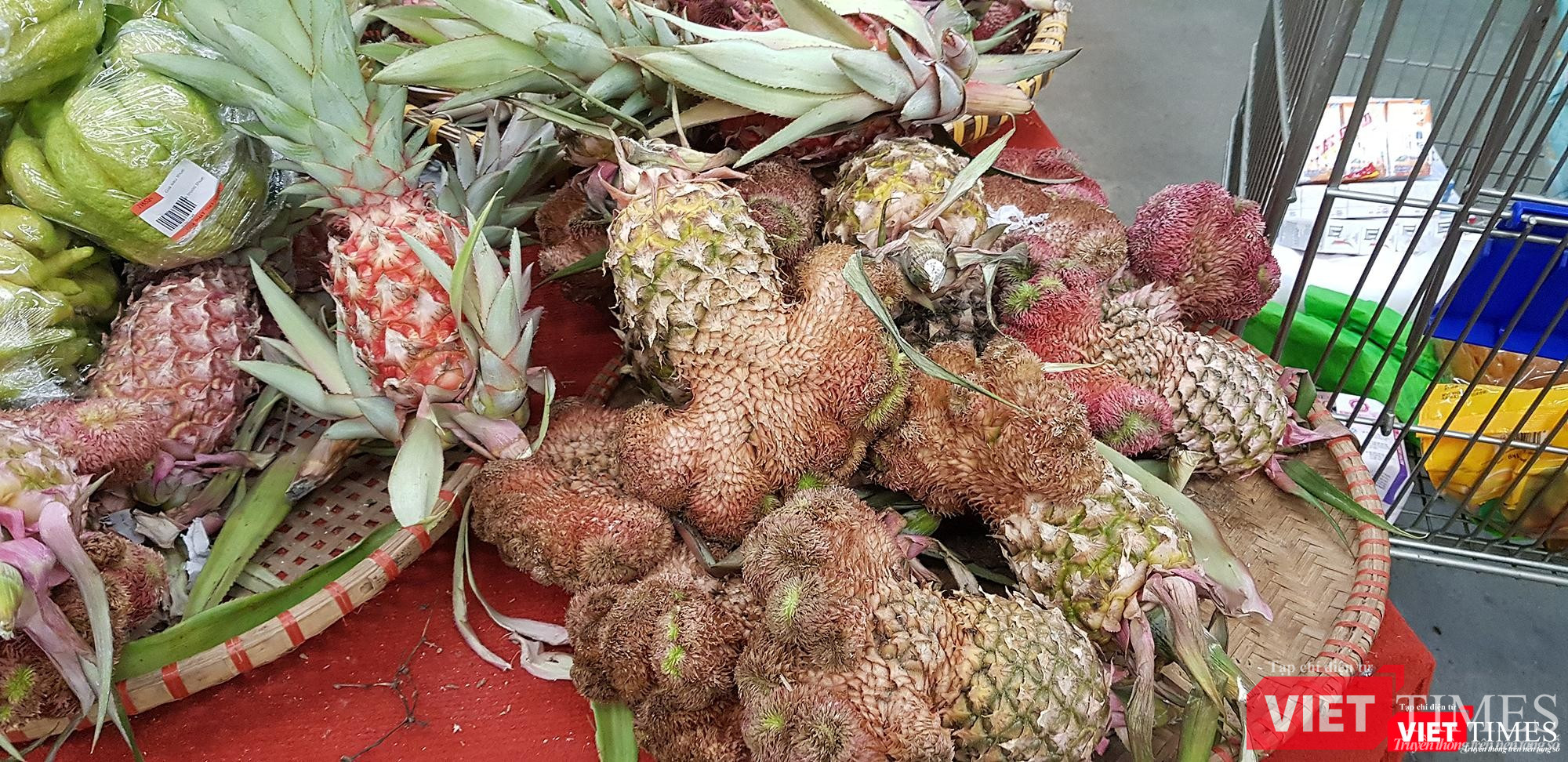 "Khóm long phụng" - một loại dứa cảnh mới có màu sắc sặc sỡ và hình dáng kỳ lạ đang rất thu hút khách hàng mua bày dịp Tết. Mỗi một trái dứa lạ này được bán với giá 35.000 đồng