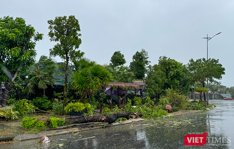 vt_bao tra mi da nang 27.png