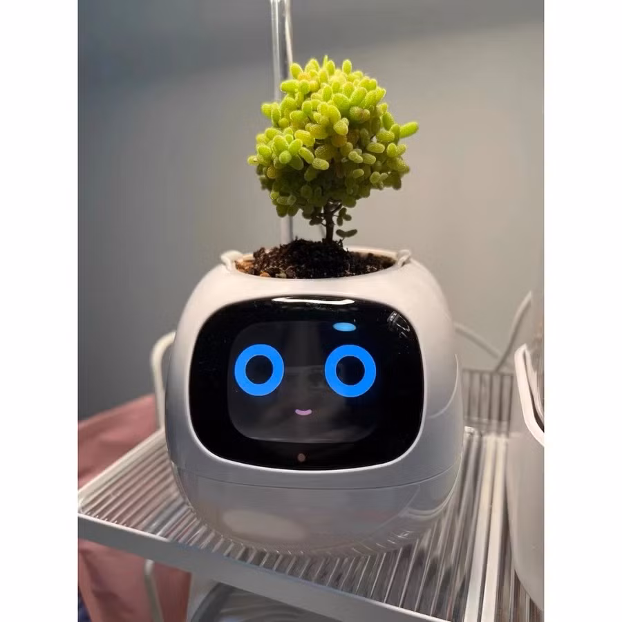 chau hoa thong minh.jpg