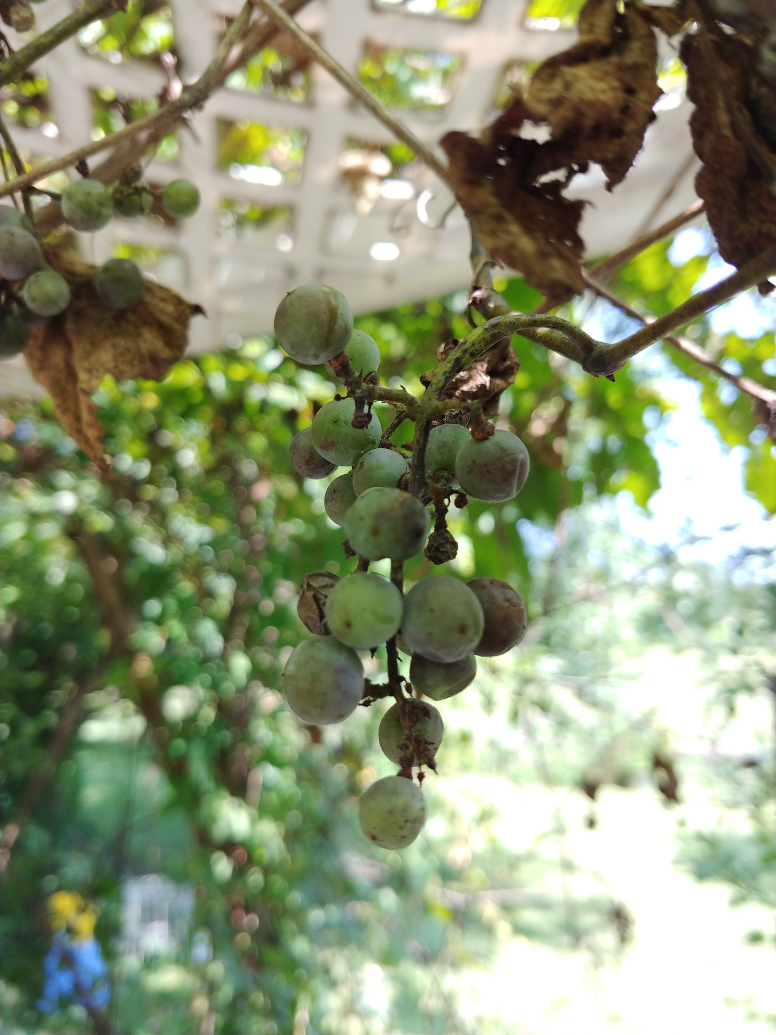 Chùm ảnh chụp từ LG V30 vừa ra mắt ảnh 15