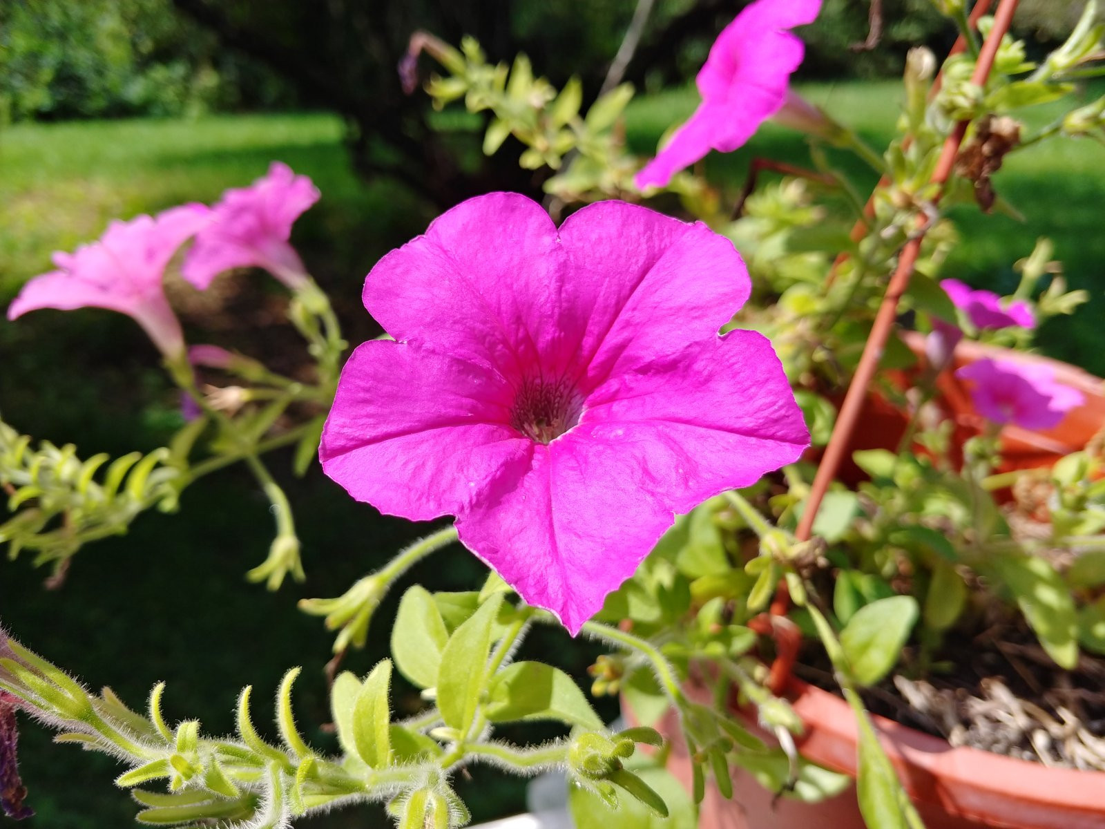 Chùm ảnh chụp từ LG V30 vừa ra mắt ảnh 6