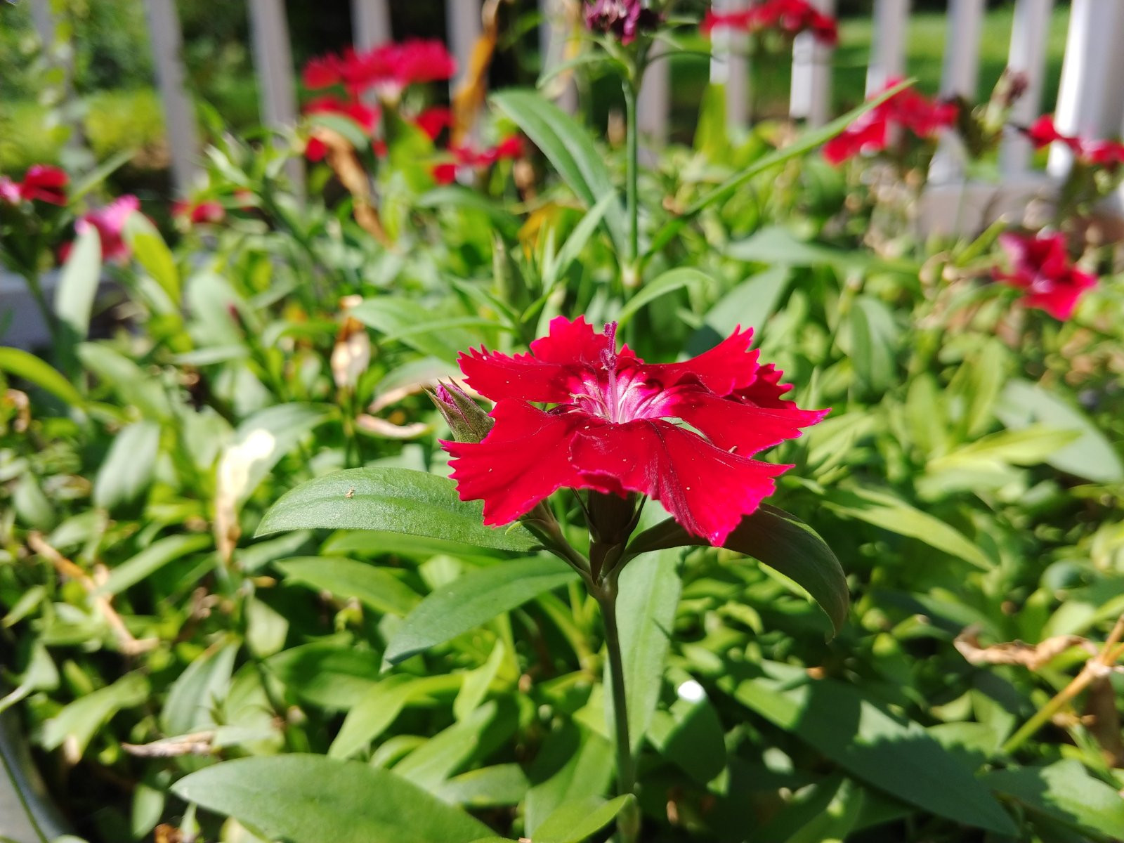 Chùm ảnh chụp từ LG V30 vừa ra mắt ảnh 5