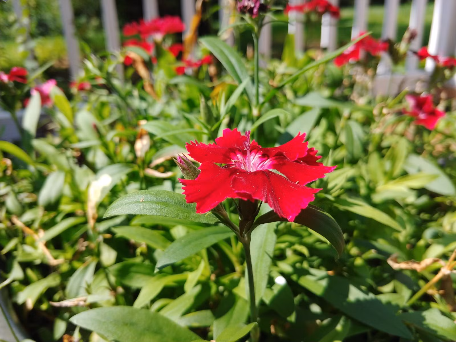 Chùm ảnh chụp từ LG V30 vừa ra mắt ảnh 5