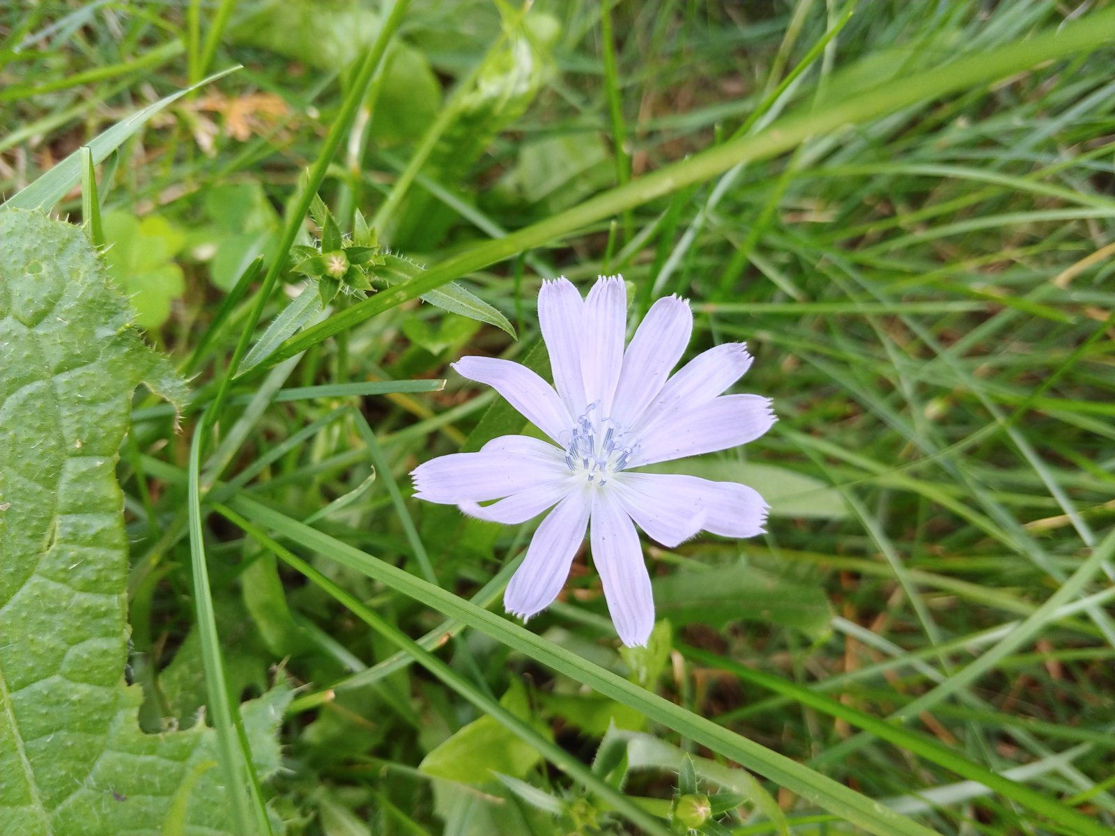 Chùm ảnh chụp từ LG V30 vừa ra mắt ảnh 13