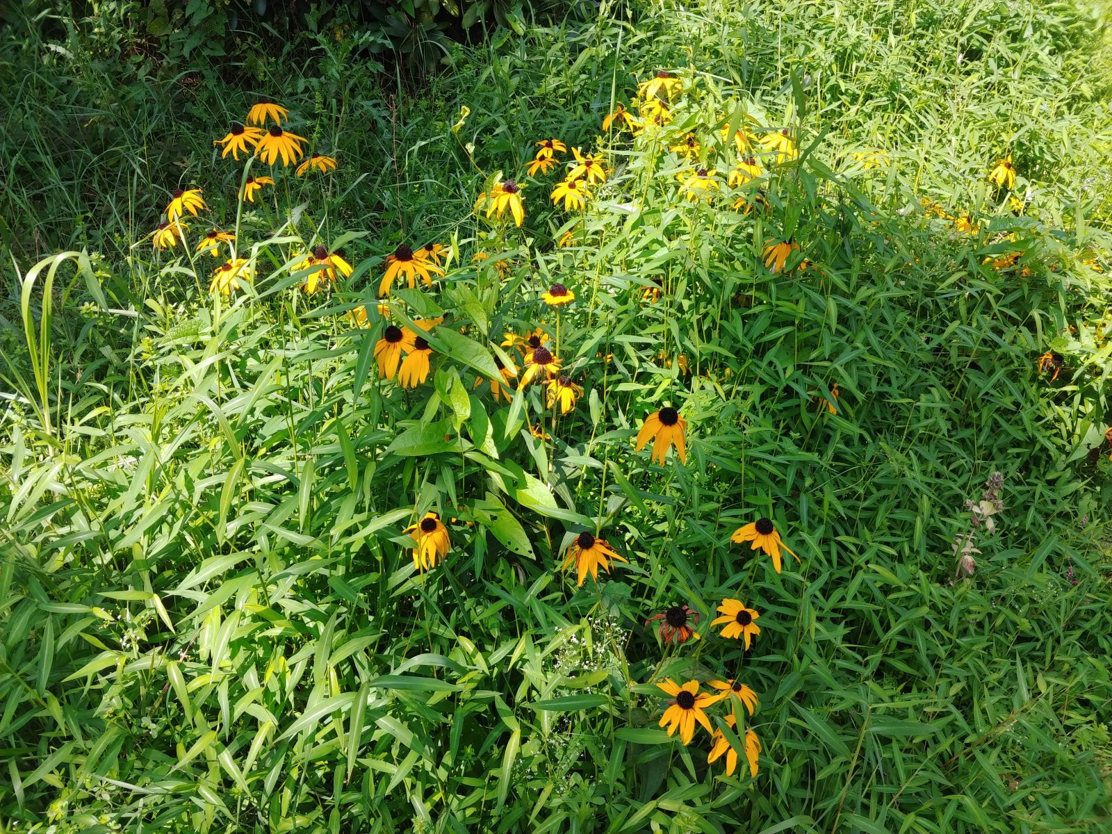 Chùm ảnh chụp từ LG V30 vừa ra mắt ảnh 14