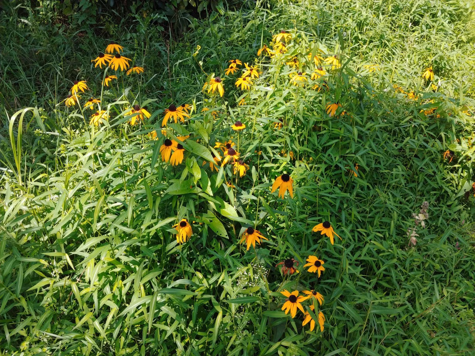 Chùm ảnh chụp từ LG V30 vừa ra mắt ảnh 14