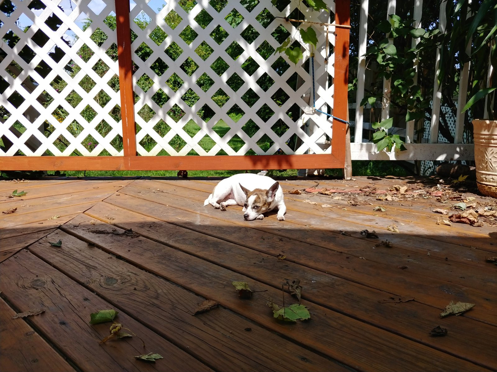 Chùm ảnh chụp từ LG V30 vừa ra mắt ảnh 1