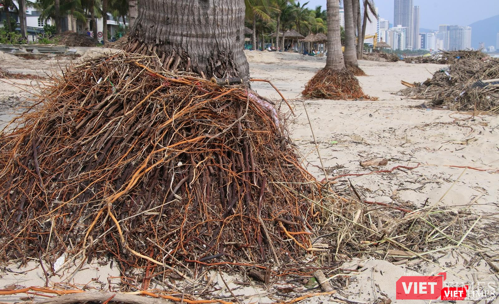 Các cây dừa trên bãi biển bị xói lở đến trơ cả rễ