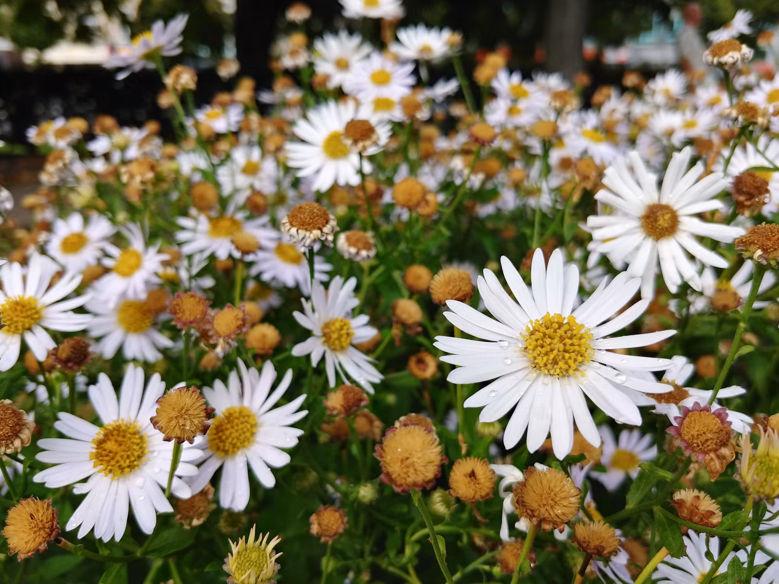 So sánh ảnh chụp từ LG V30 với Galaxy S8+ và iPhone 7 Plus ảnh 1