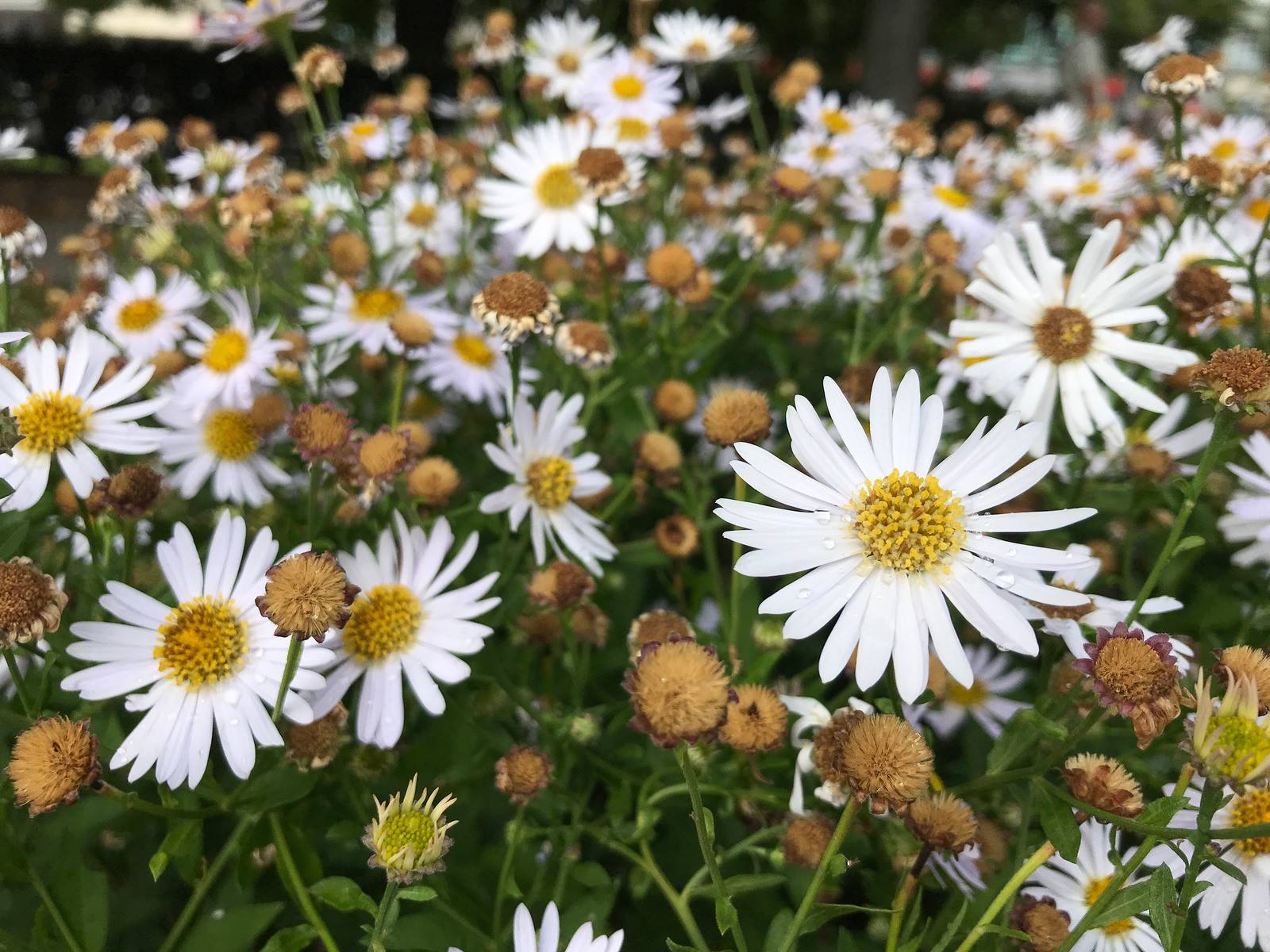 So sánh ảnh chụp từ LG V30 với Galaxy S8+ và iPhone 7 Plus ảnh 3