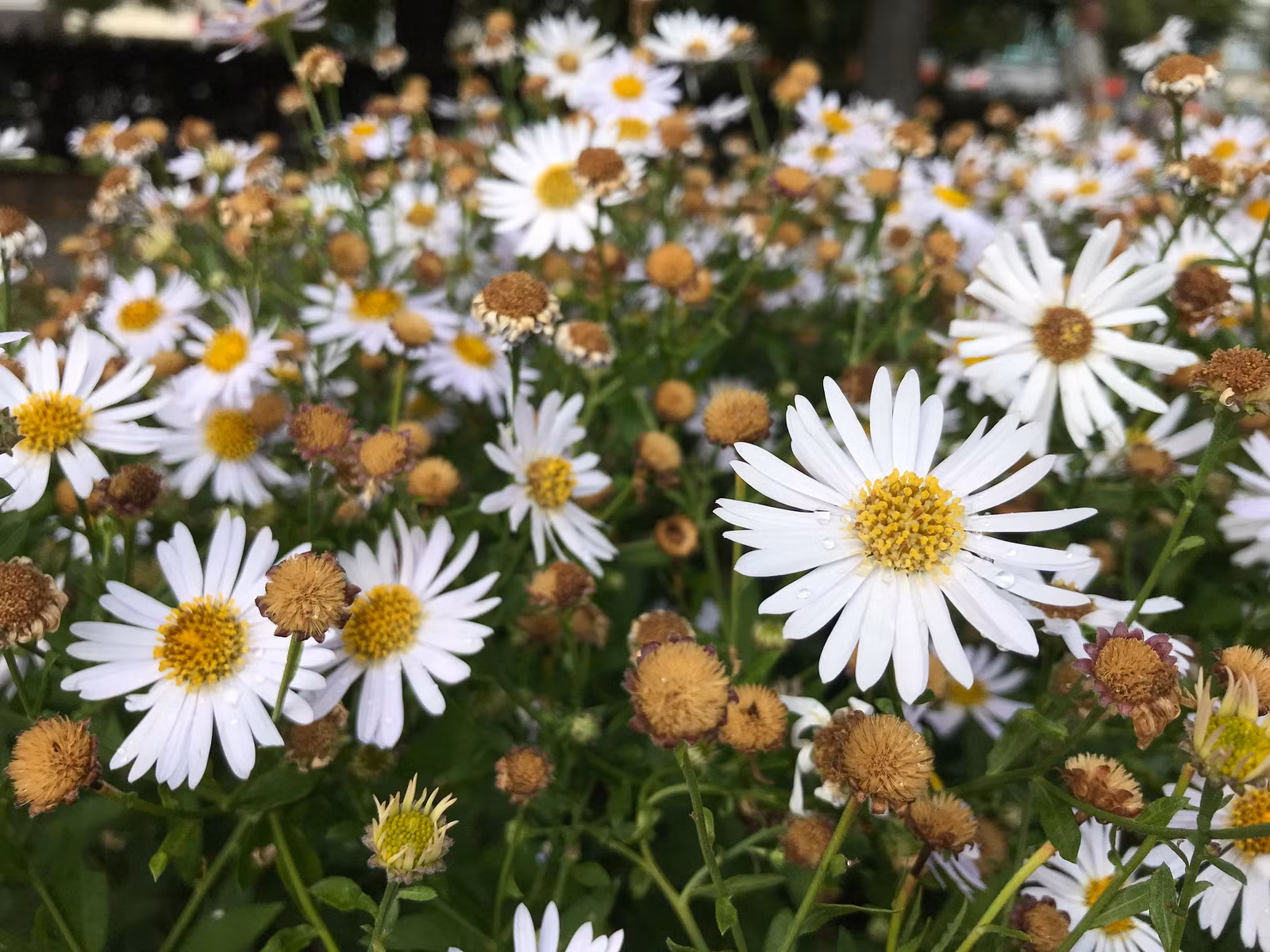 So sánh ảnh chụp từ LG V30 với Galaxy S8+ và iPhone 7 Plus ảnh 3