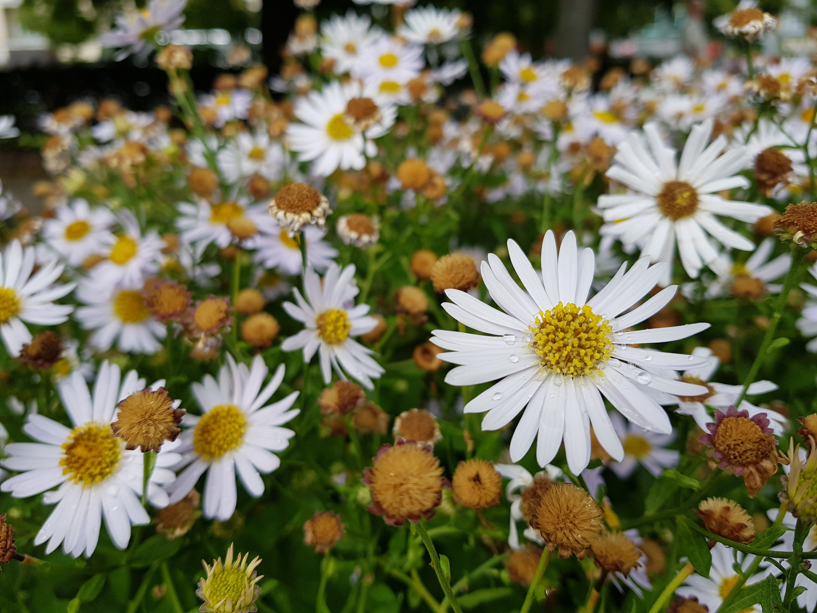 So sánh ảnh chụp từ LG V30 với Galaxy S8+ và iPhone 7 Plus ảnh 2