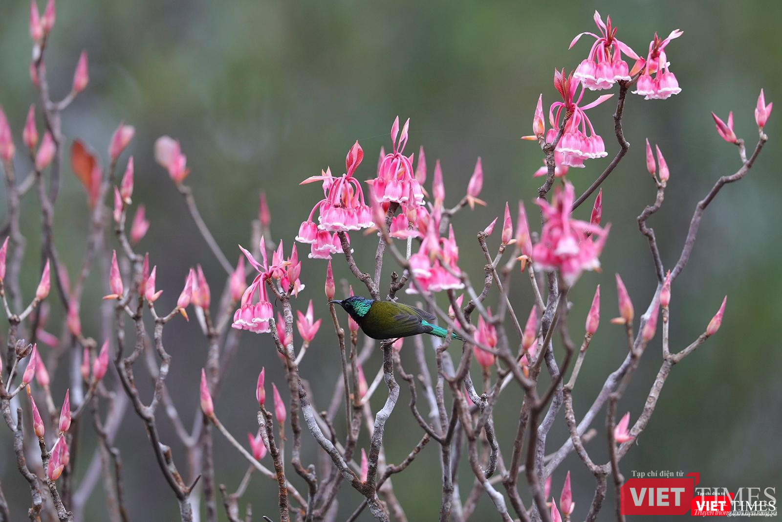 Mật của hoa đào chuông luôn hấp dẫn chim hút mật