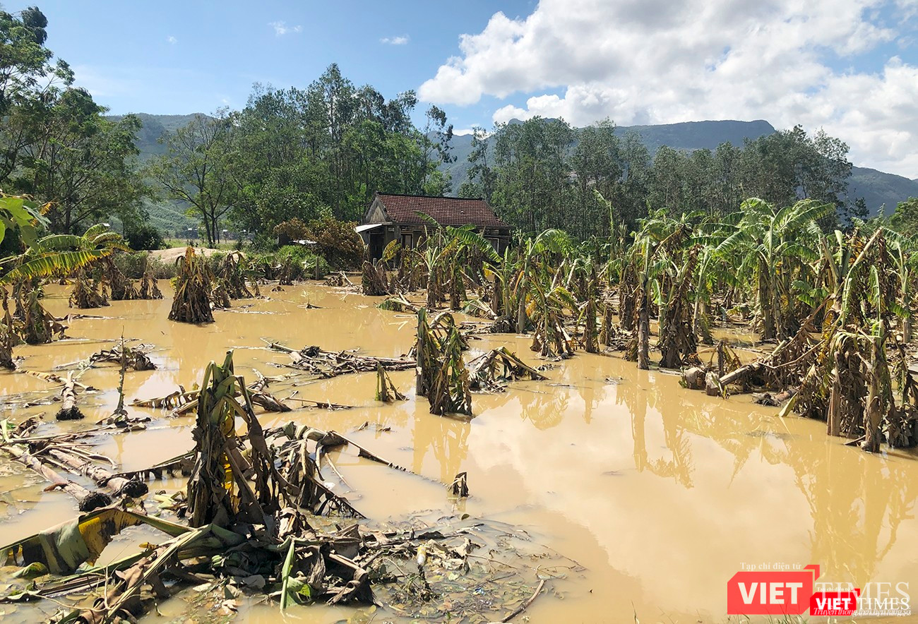 Hoa màu bị tàn phá nghiêm trọng