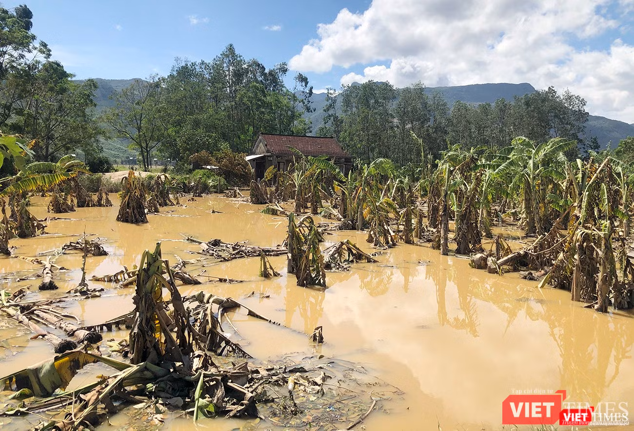 Hoa màu bị tàn phá nghiêm trọng