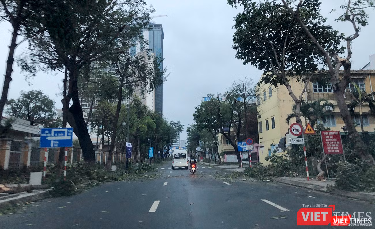 Gần như cây xanh trên toàn TP Đà Nẵng đều bị hư hại