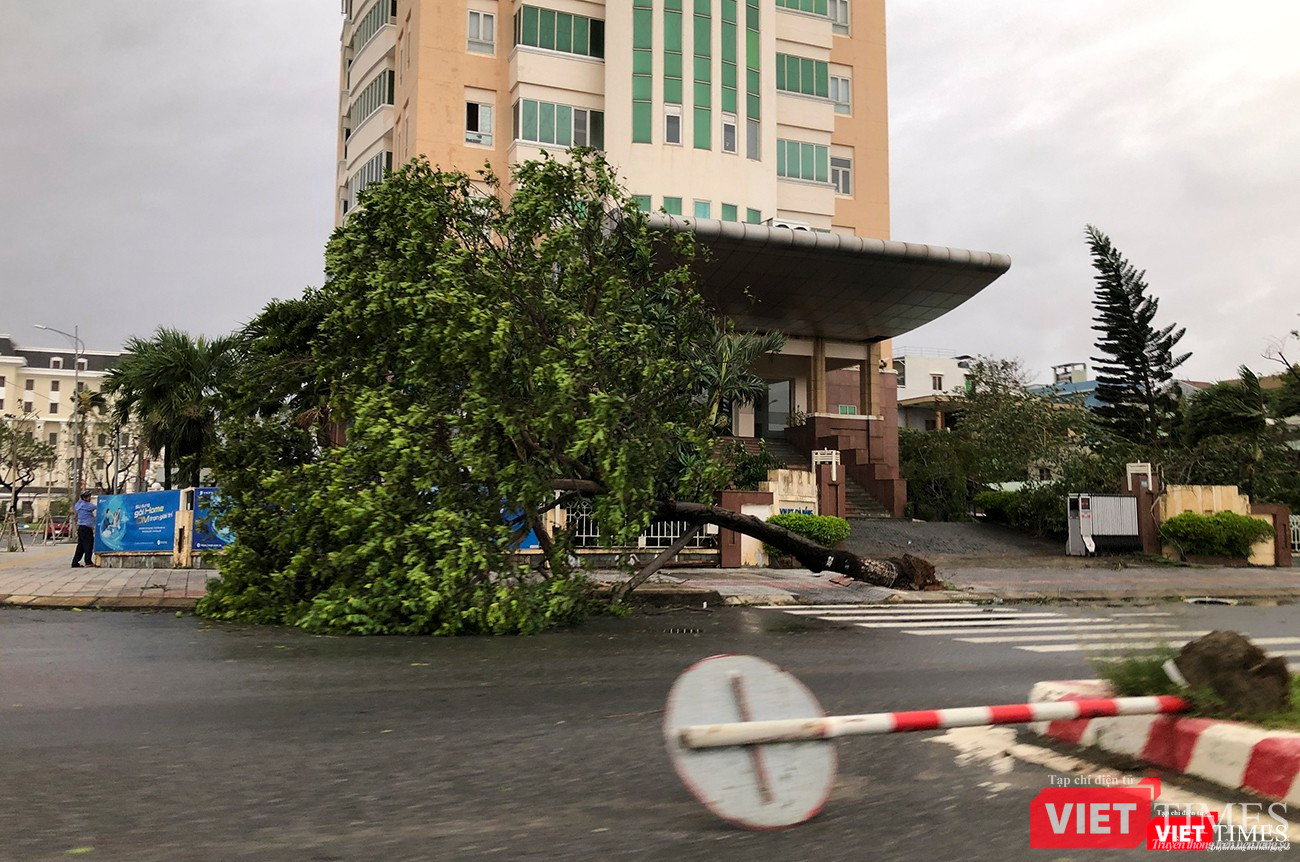 Cây xanh và biển báo giao thônng bị quật ngã Cây xanh và biển báo giao thônng bị quật ngã