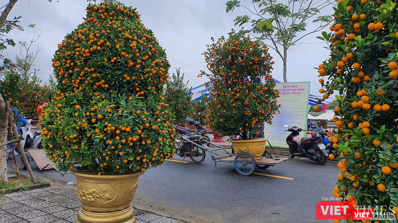 Gần 100 cây quất thế đẹp được đưa đến không gian ngày hội