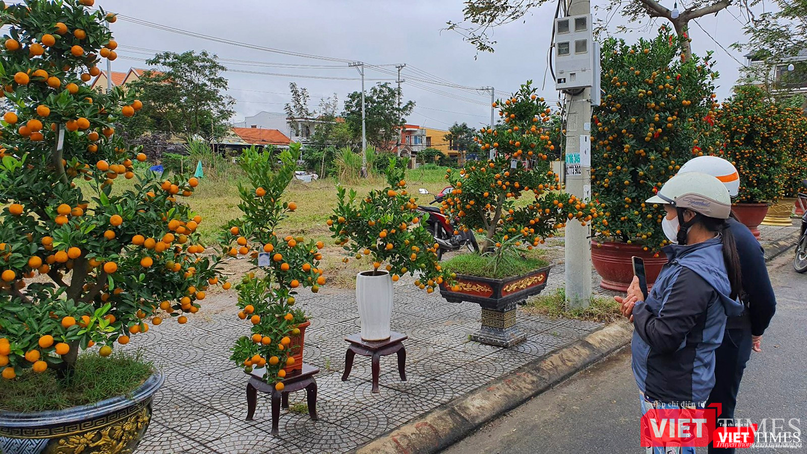 Người dân và du khách chiêm ngưỡng cây quất có dáng thế đẹp