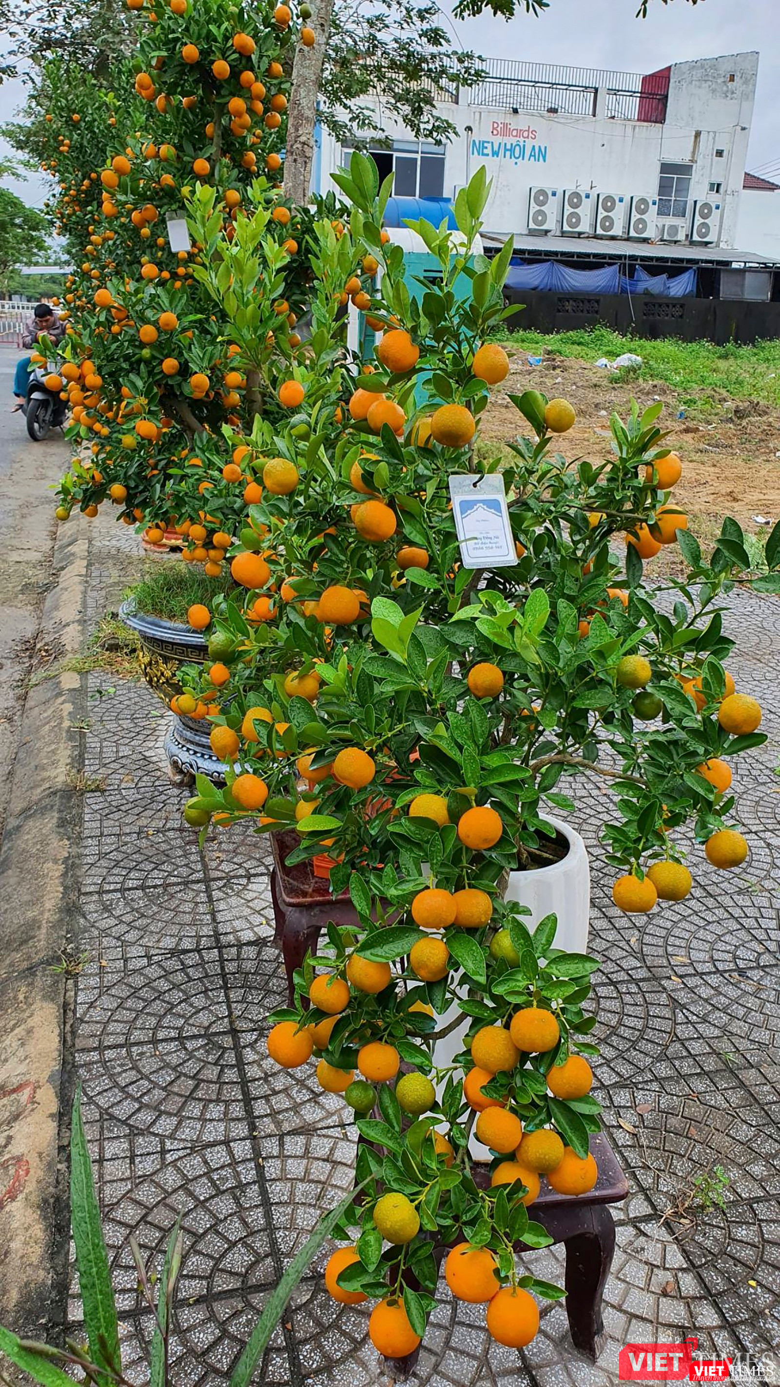 Một cây quất thế