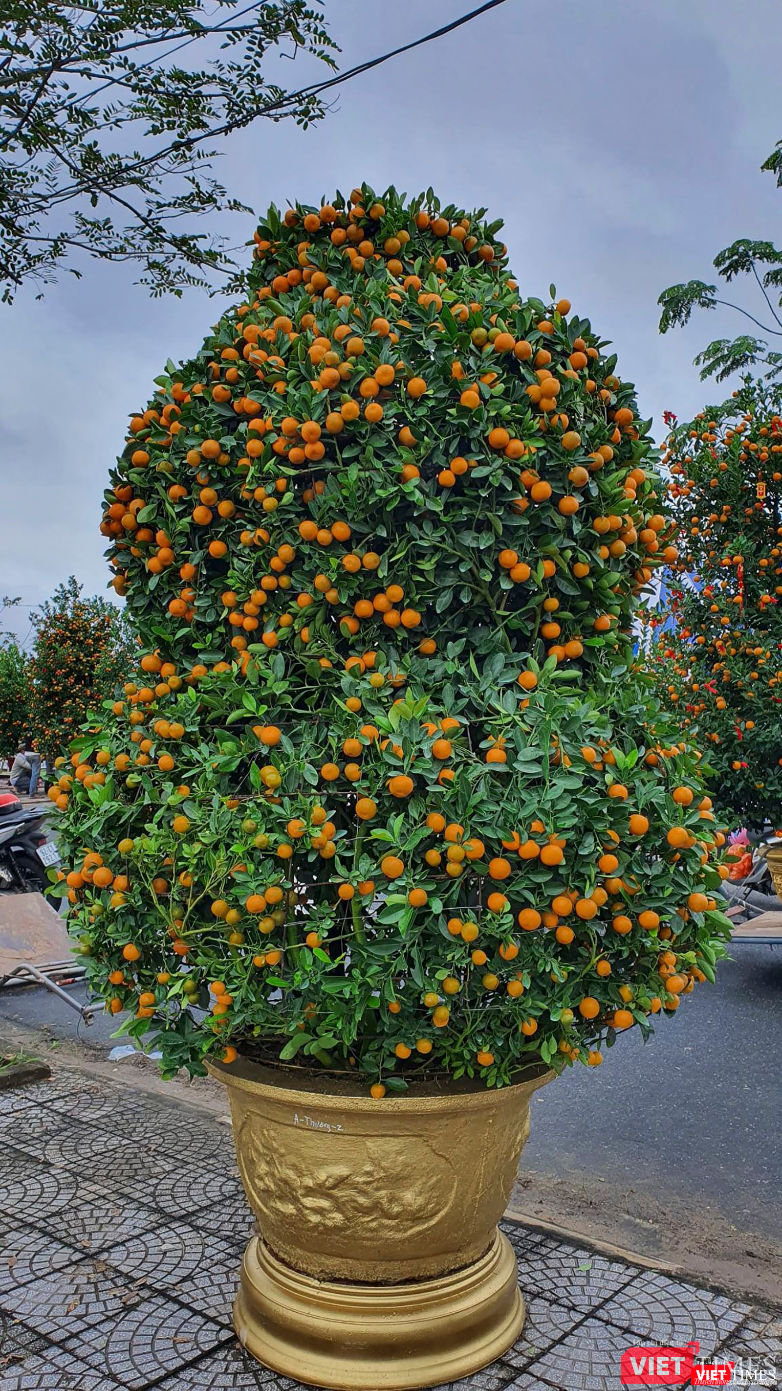 Một cây quất cảnh được tạo dáng "hồ lô" độc đáo