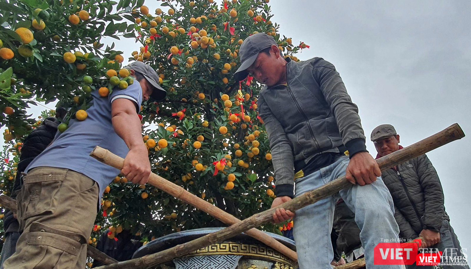 Nghệ nhân nhà vườn đưa quất đến tham dự ngày hội