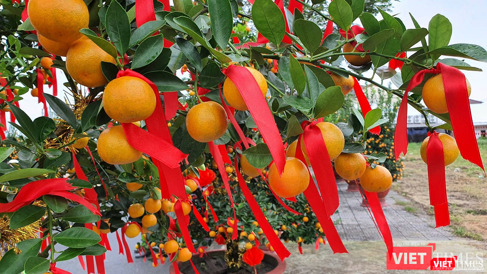 Cây quất đẹp là cây có trái to, đều và màu vàng tươi
