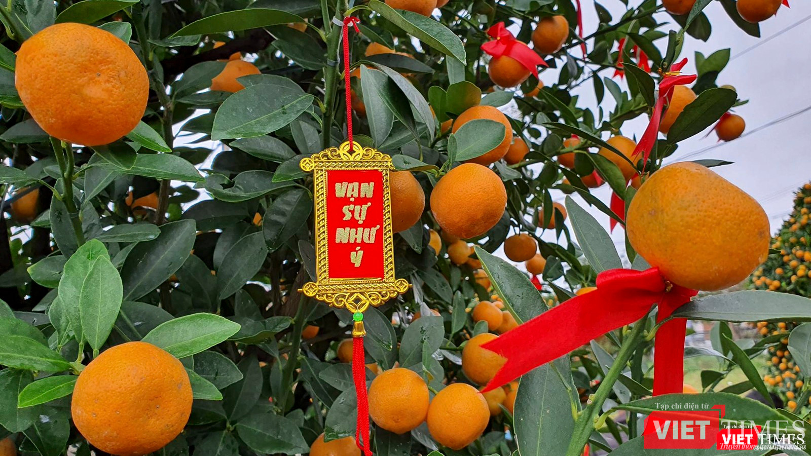 Từ nhiều năm nay, người dân làng quất Cẩm Hà đã đưa cây quất Hội An đến với mọi miền đất nước mỗi khi Tết đến, Xuân về và mong cầu một năm mới vạn sự như ý.