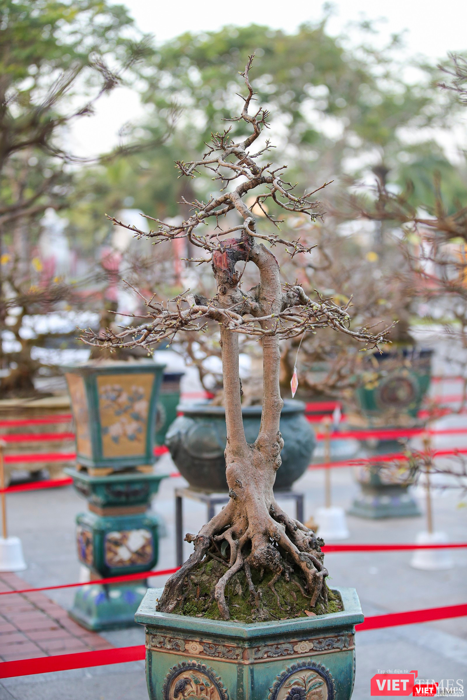 Cội mai có dáng đẹp, lạ