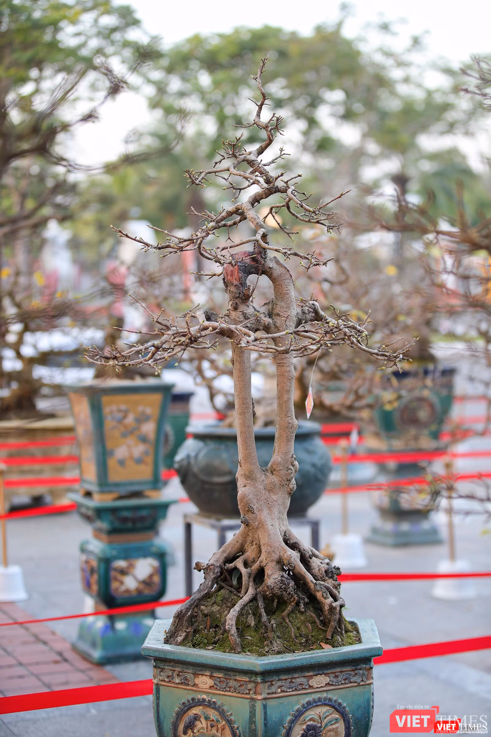 Cội mai có dáng đẹp, lạ