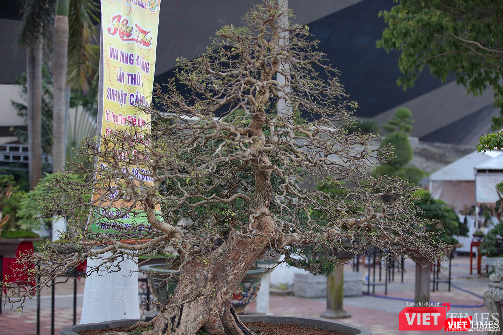 Một cây me bonsai cổ thụ