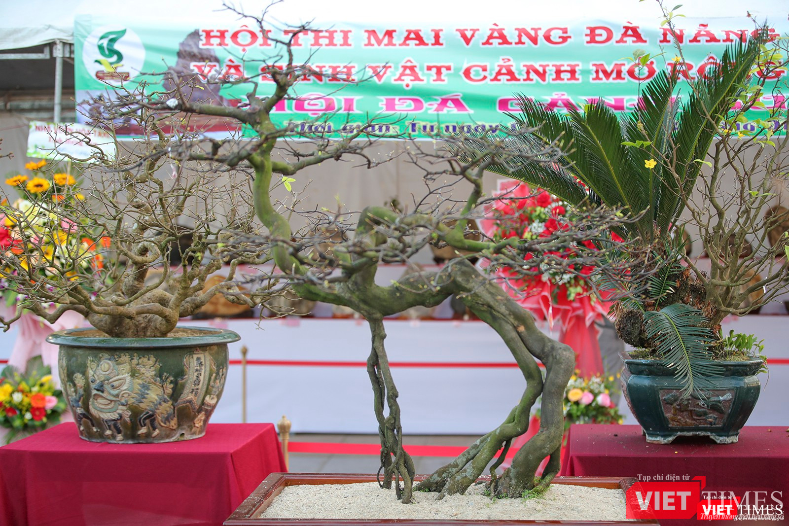 Một cây mai thế có hình dạng giống chú nai