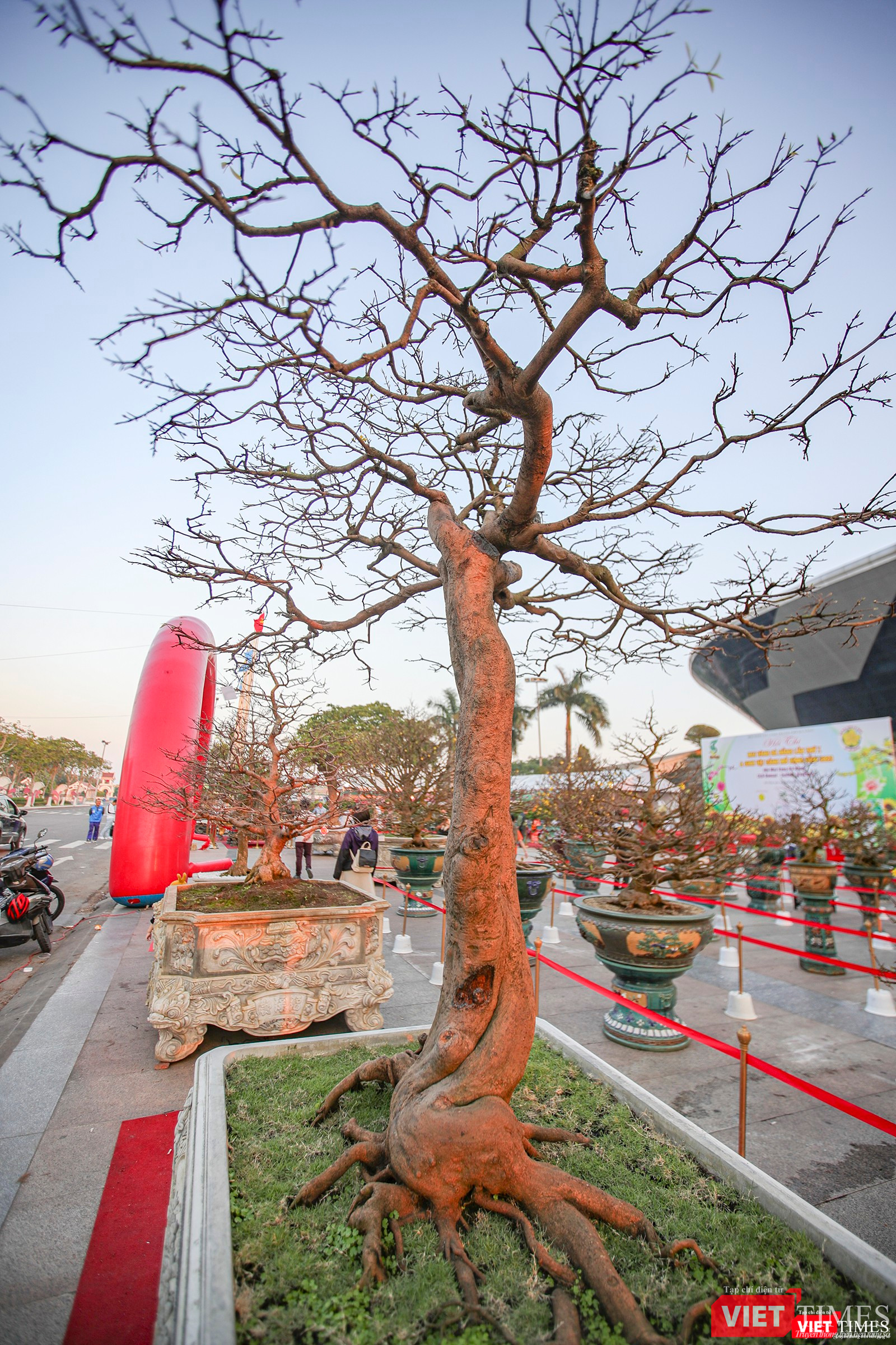 Một cội mai vàng dạng "siêu phẩm"