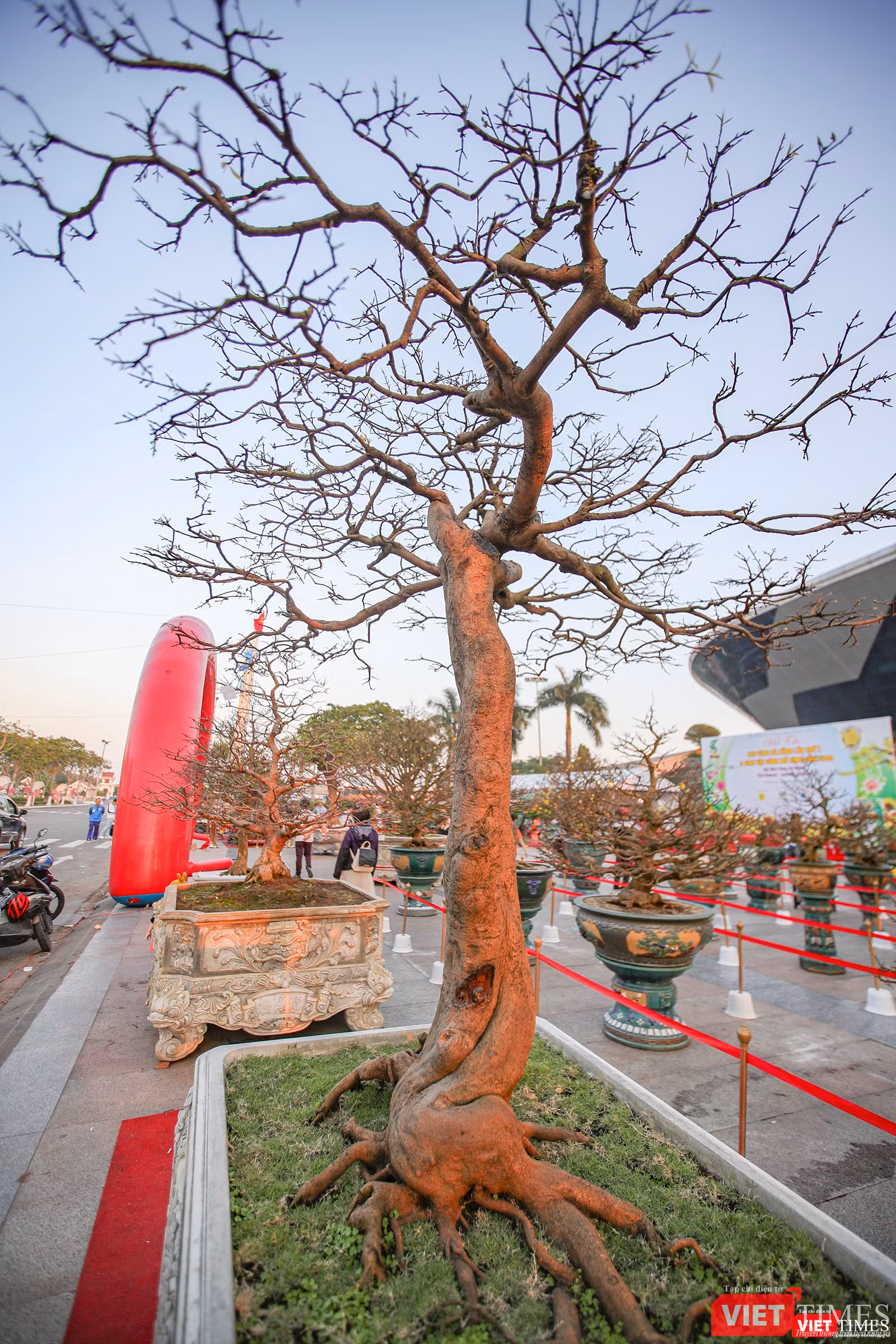 Một cội mai vàng dạng "siêu phẩm"