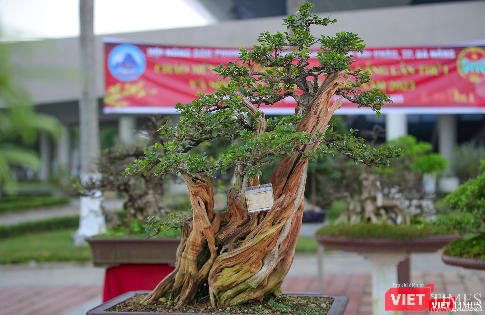 Bonsai lũa