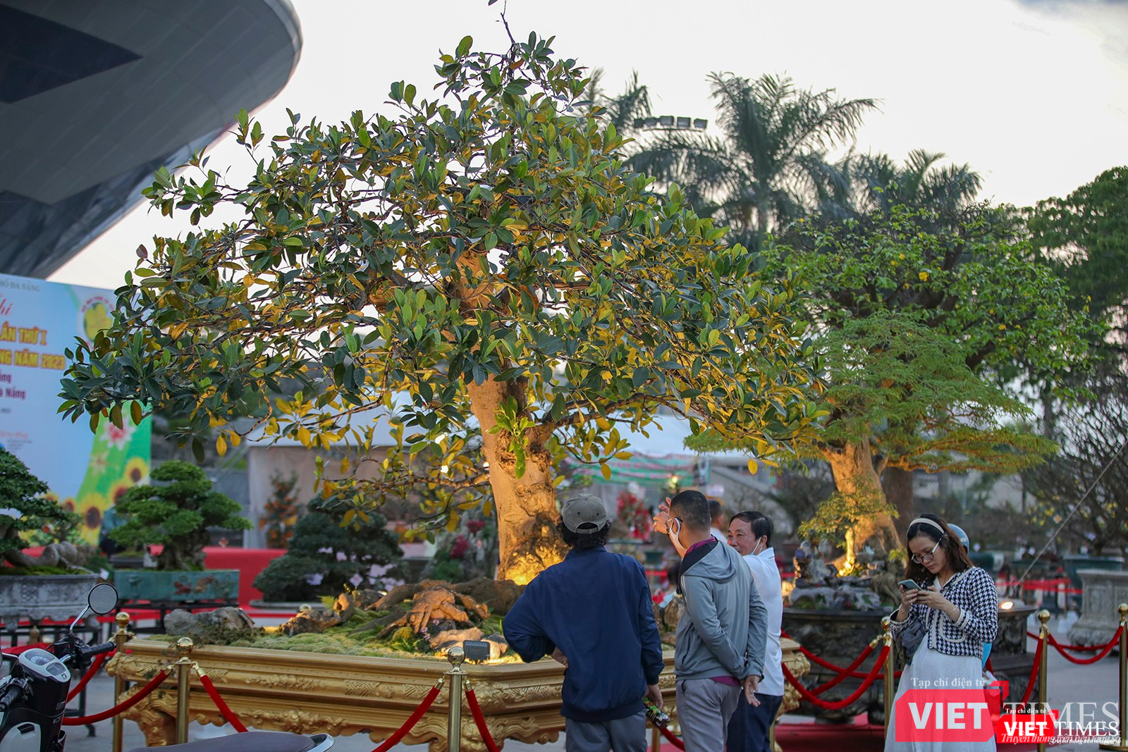 Cây mít bonsai thu hút người dân