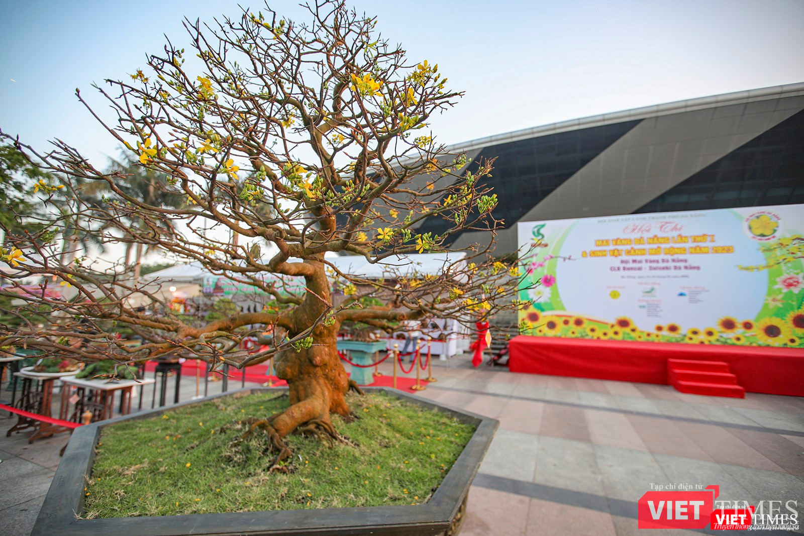 Cây mai vàng đoạt Giải vàng tại hội thi