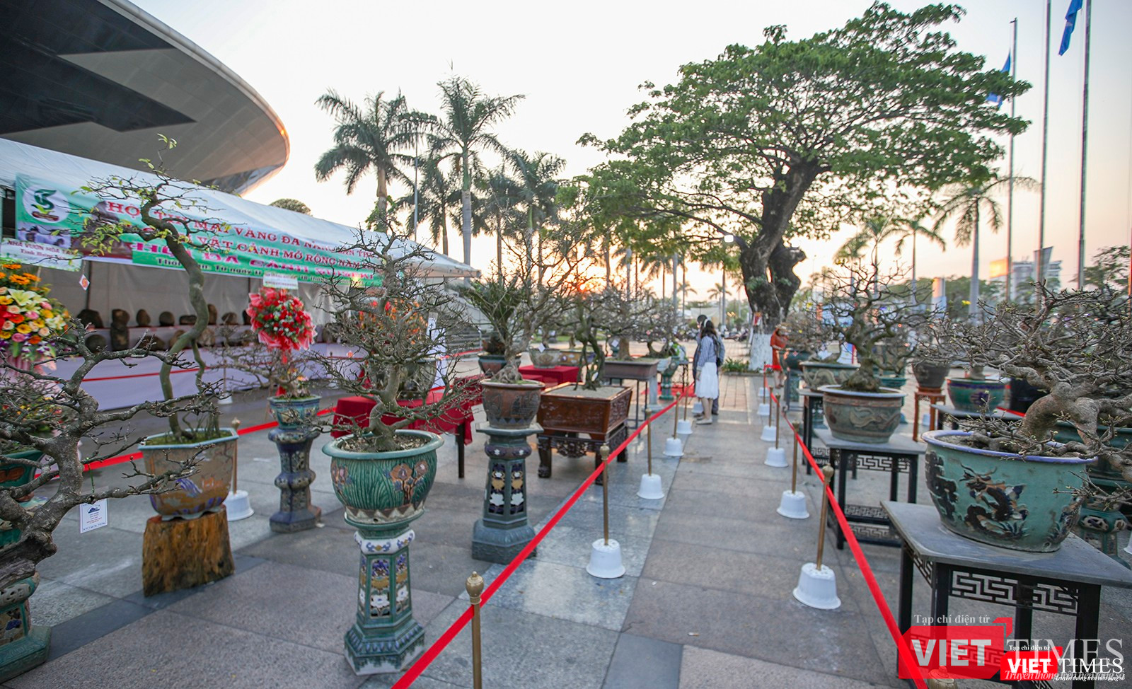 Các tác phẩm tham dự hội thi là những cội mai vàng già hàng chục năm tuổi