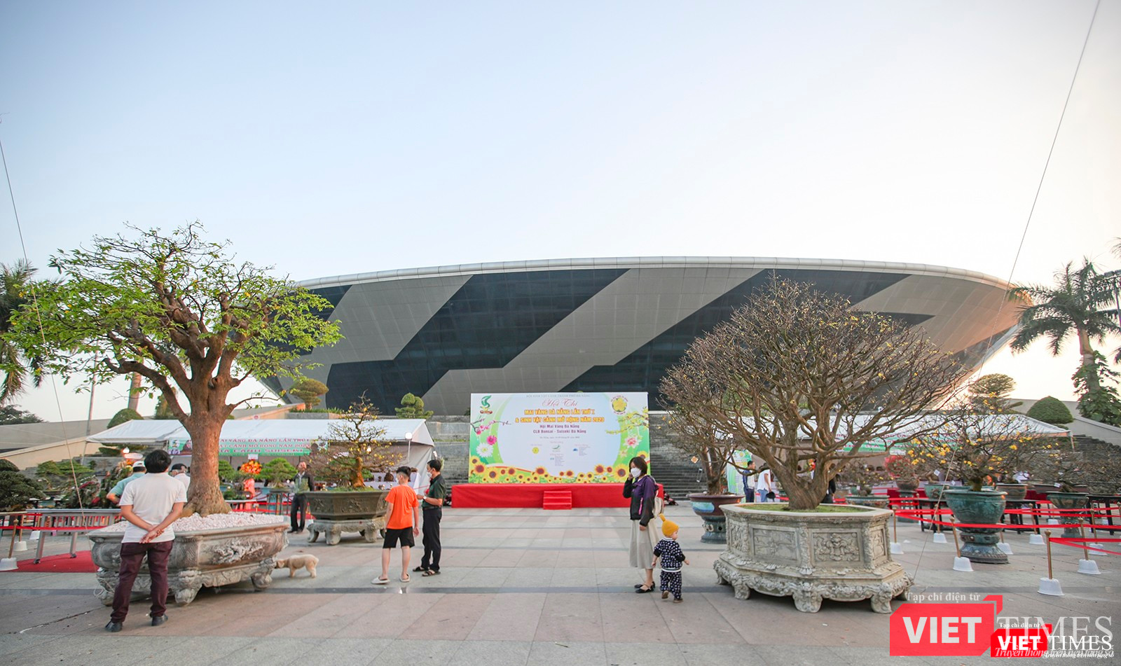 Hơn 200 cây mai dạng "siêu phẩm" tham dự hội thi Mai vàng Đà Nẵng năm 2023