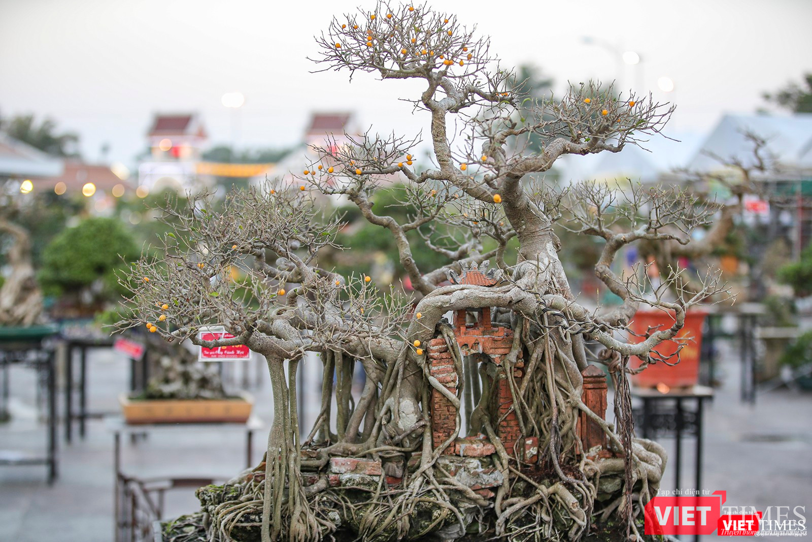 Bên cạnh các "siêu phẩm" mai vàng còn có các tác phẩm bonsai ấn tượng