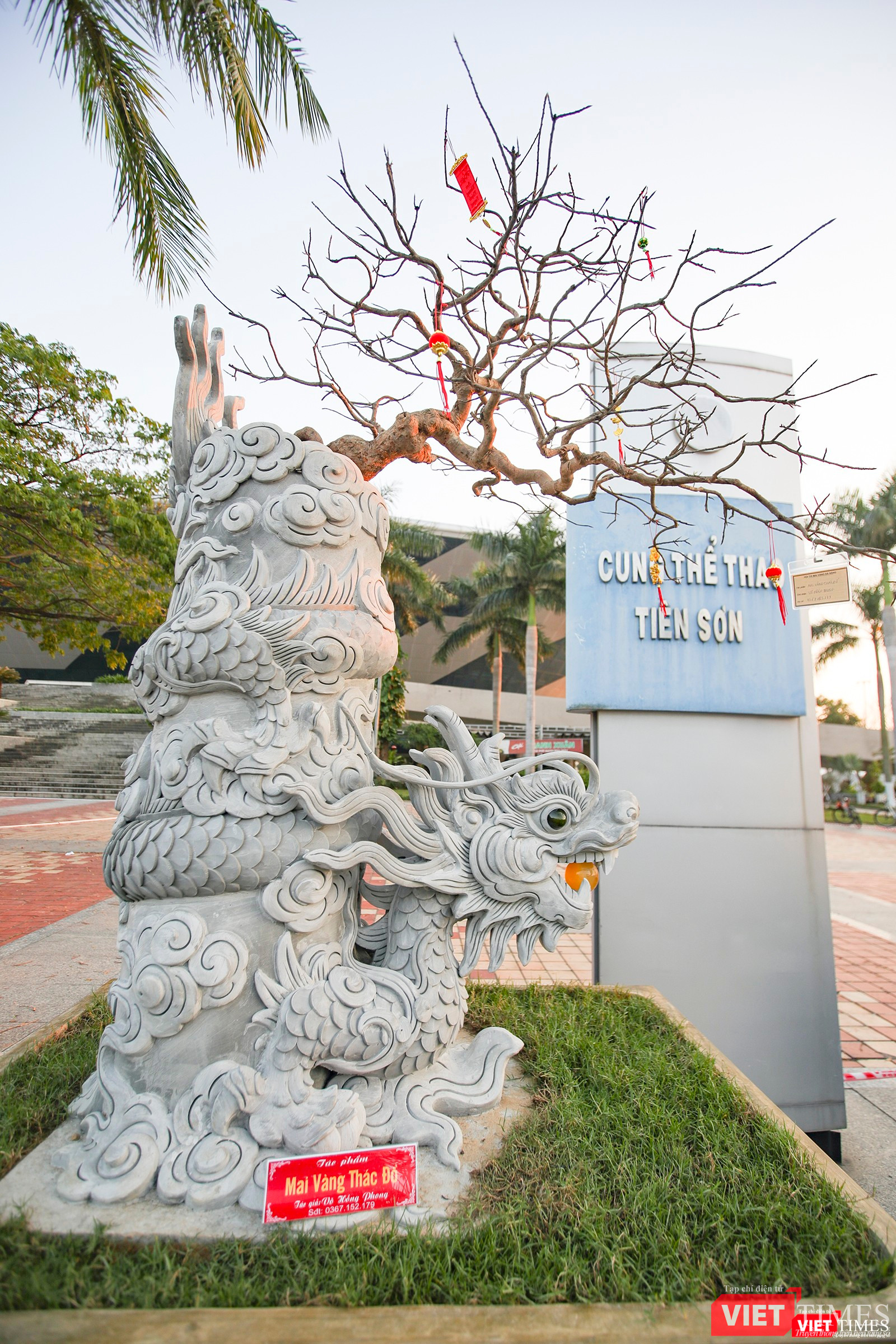 Một cây mai vàng được trồng trong chiến chậu ấn tượng