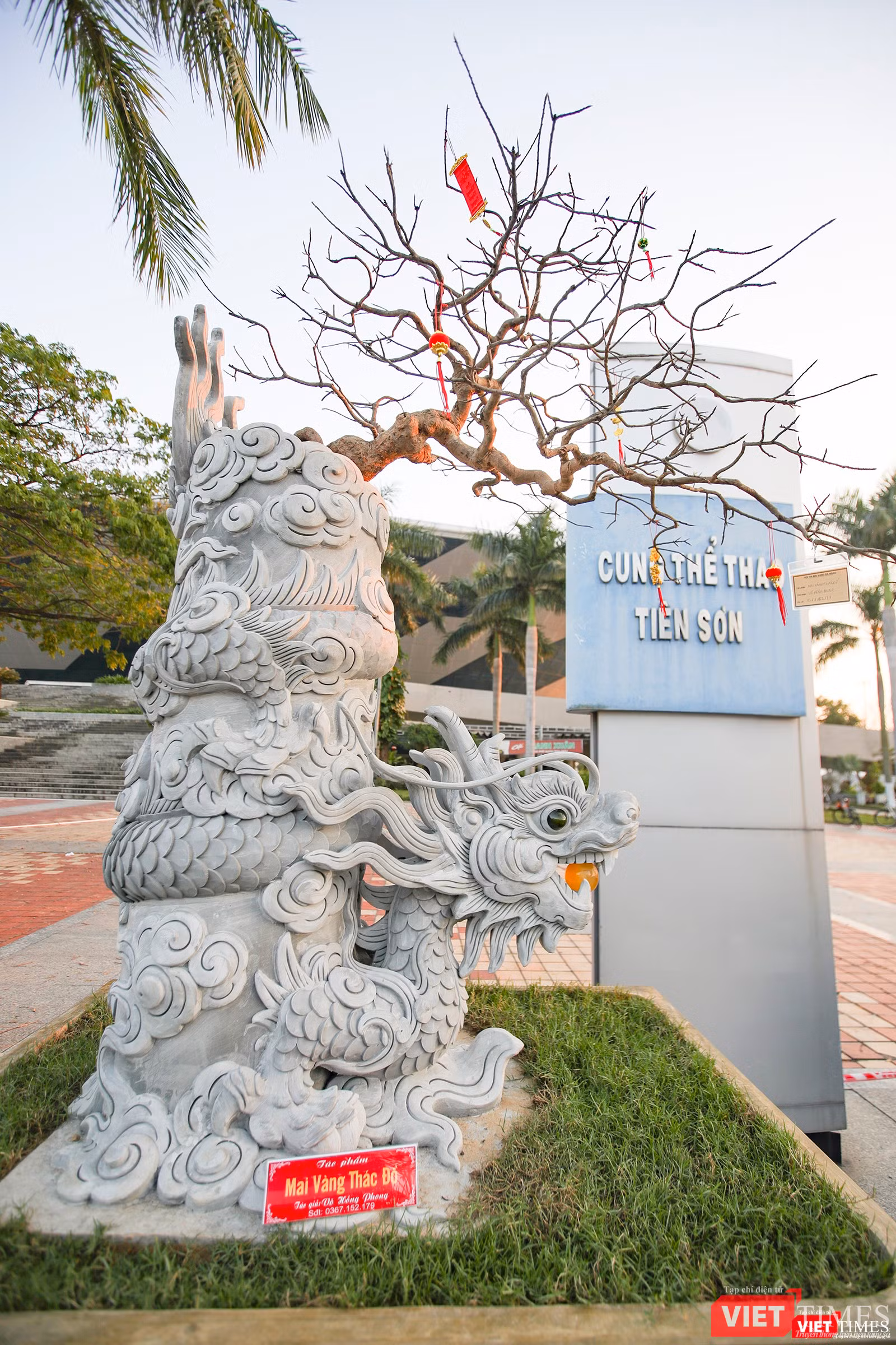 Một cây mai vàng được trồng trong chiến chậu ấn tượng