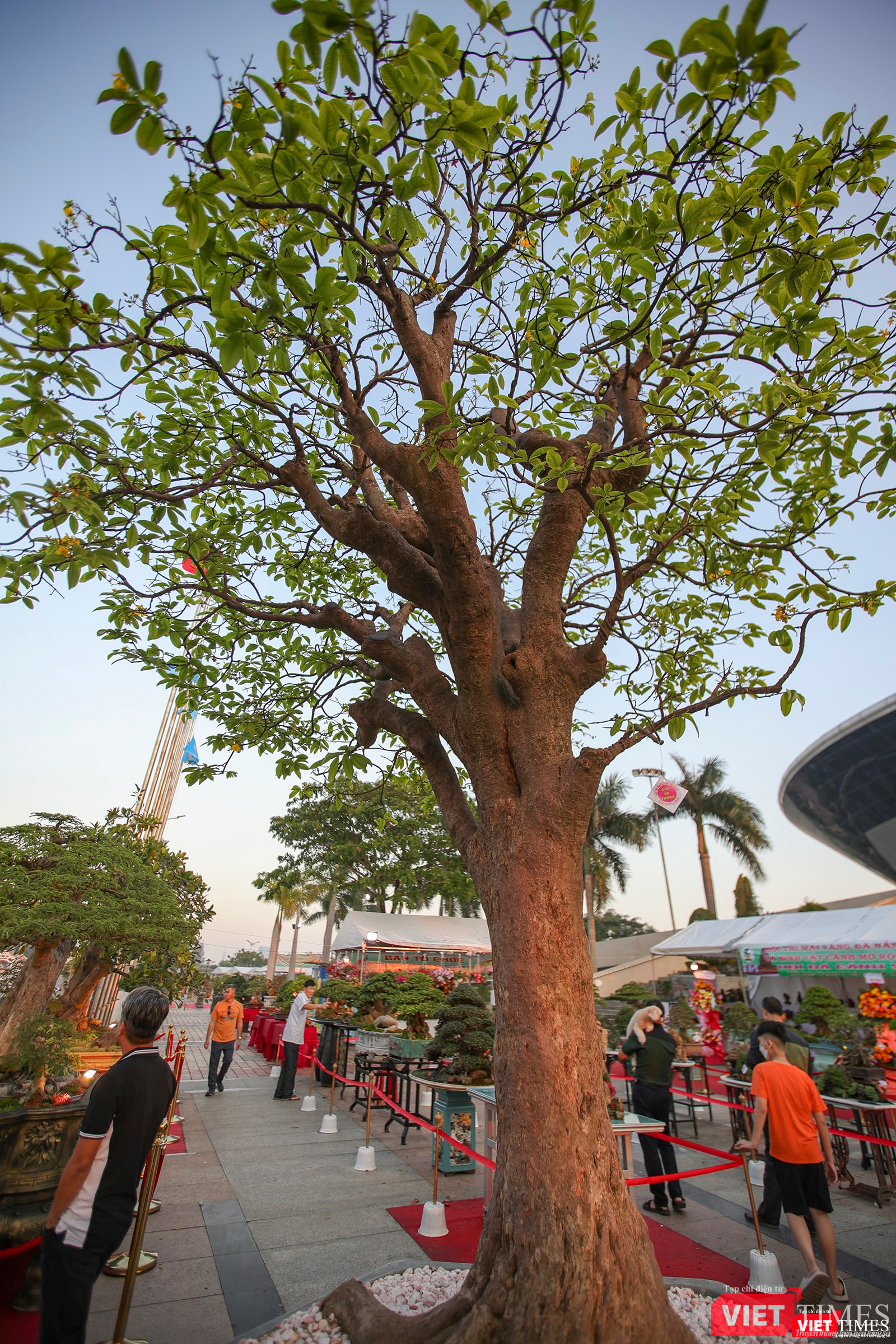 Cội mai vàng được giải ấn tượng với tuổi thọ cả trăm năm