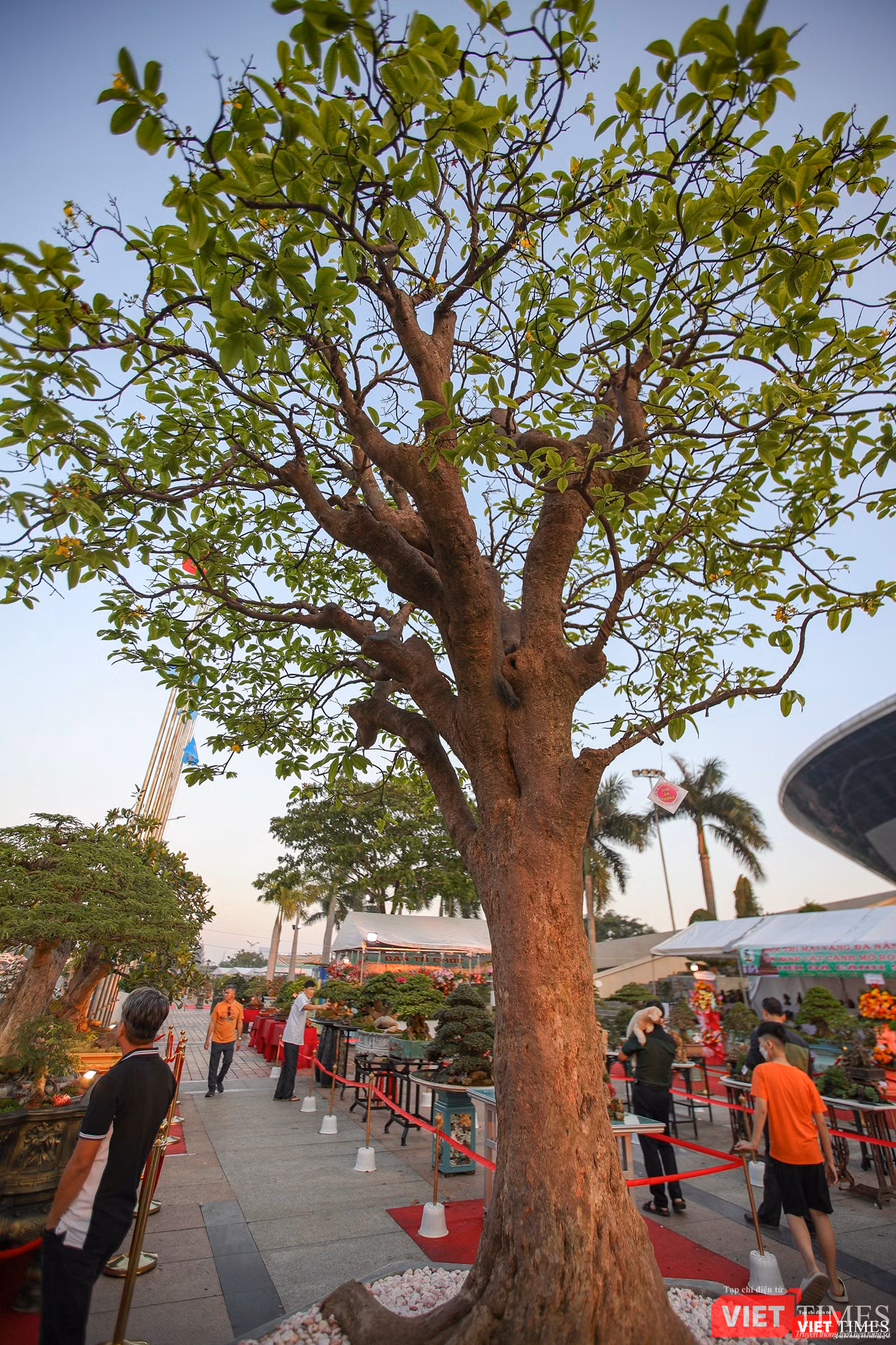 Cội mai vàng được giải ấn tượng với tuổi thọ cả trăm năm